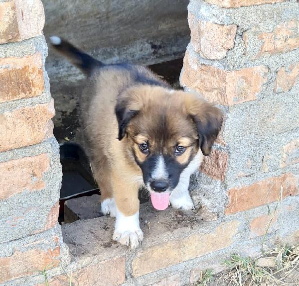 Atreus, Cucciolino Simil Pastore Di 3 Mesi